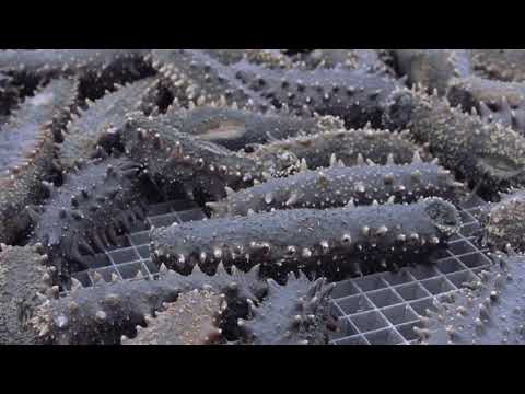 Kaioh Bussan Co., Ltd. Corporativo PV Pepino de mar seco Ratón de mar