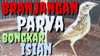 Download lagu Branjangan parva isian | branjangan ntb gacor mp3