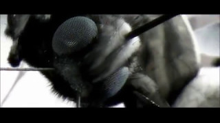 Deftones - Prince (Unofficial Video)