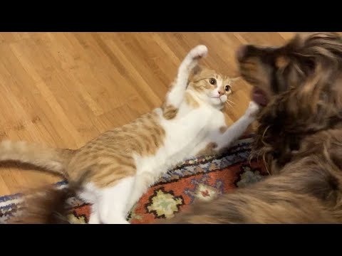 Dogs who love their kitten since the moment they met - Cats and Dogs Friendships are the best!
