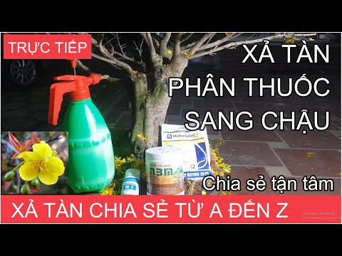 🔴 QBS2117 - Dispose of yellow apricot blossoms after Tet, fertilizer regimen, change soil and pot...