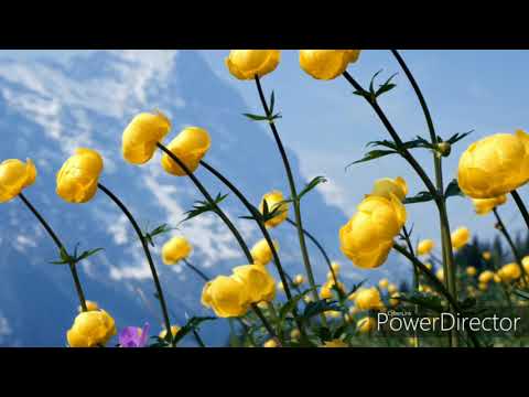 Puiu Chibici și Lidia Cîrlan - Dragostea