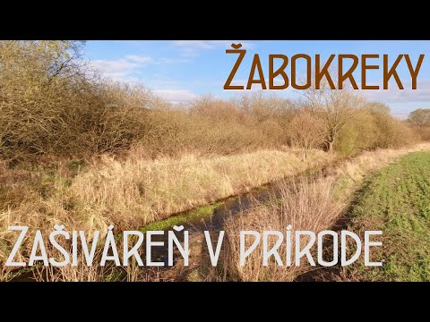 Pekná zašiváreň v prírode | Žabokrecké rašelinisko, Žabokreky