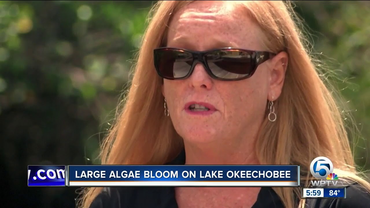 Large algae bloom on Lake Okeechobee