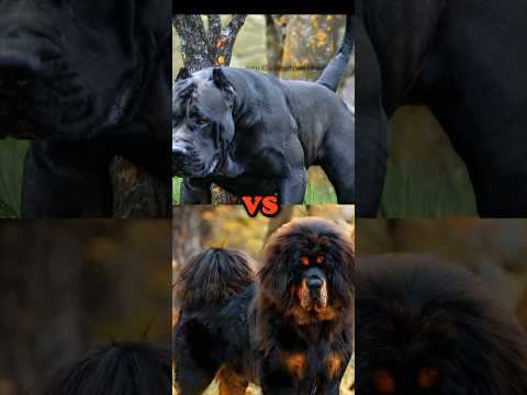 ENGLISH MASTIFF VS TIBETAN MASTIFF, PRESA CANARIO, BLACK RUSSIAN TERRIER,CAUCASIAN SHEPRD,BITE FORCE
