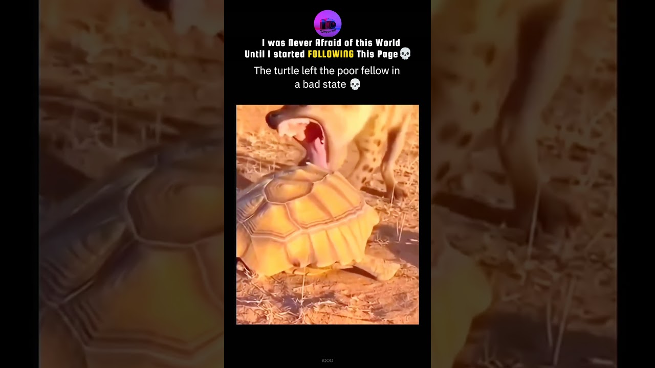 I was never Afraid of the World Until I Started FOLLOWING the Page💀#shortsfeed#cliporax#turtle#hyena