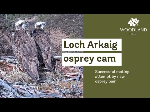 Successful mating attempt by new osprey pair - Loch Arkaig Osprey Cam (2021)