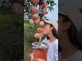 So Cute Small Orange Fruit And Eating So Fresh With Rural Farming Life 2024 Fruit Orange