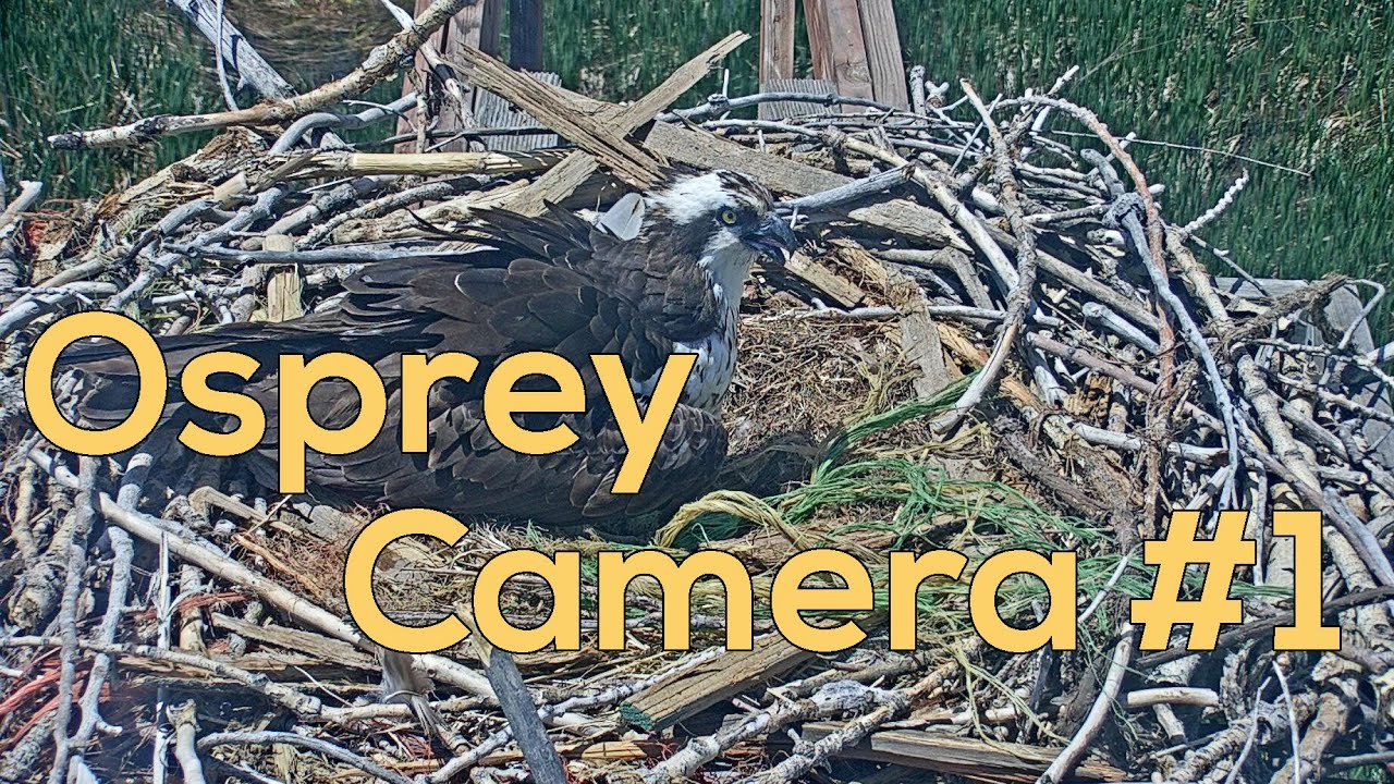 Boulder County Fairgrounds Osprey Camera