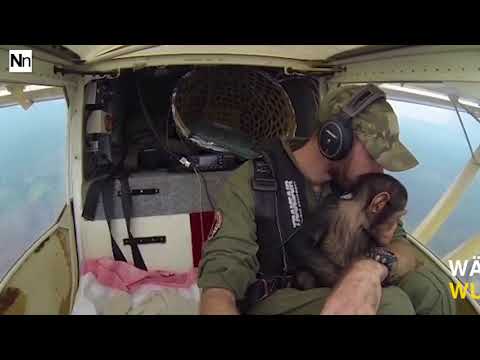 Der Pilot rettet einen Schimpansen vor Wilderern   Im Flugzeug passiert das Unfa