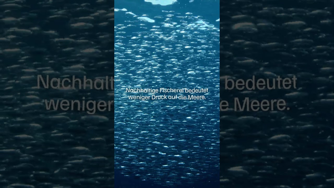 Nachhaltige Fischerei bedeutet weniger Druck auf die Meere 🌊