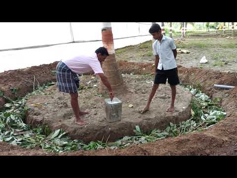 Prevention of coconut plants, high yield of coconuts, development of coconut tree