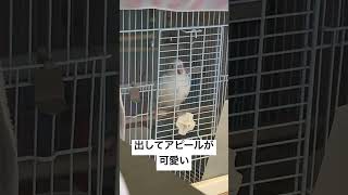 オカメインコは甘えんぼ#インコ #小動物大好き