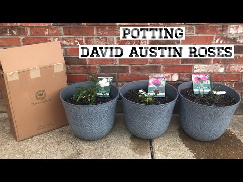 Unboxing & Potting David Austin Roses | Tranquillity, James L. Austin, Darcey Bussell