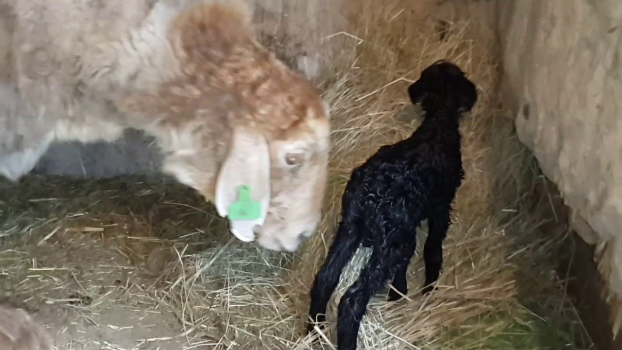 корма для баранов. семья овец. кудрявая овечка. овца с ягненком. цигайская порода овец.