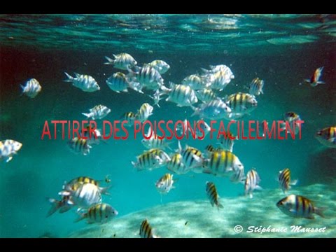 download lagu mp3 mp4 Produit Pour Attirer Les Poissons, download lagu Produit Pour Attirer Les Poissons gratis, unduh video klip Produit Pour Attirer Les Poissons