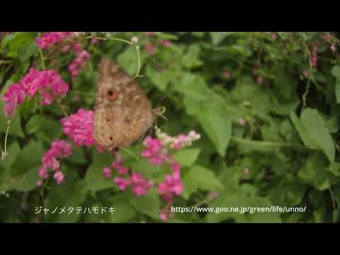マレーシアもタテハモドキの仲間4種の飛翔