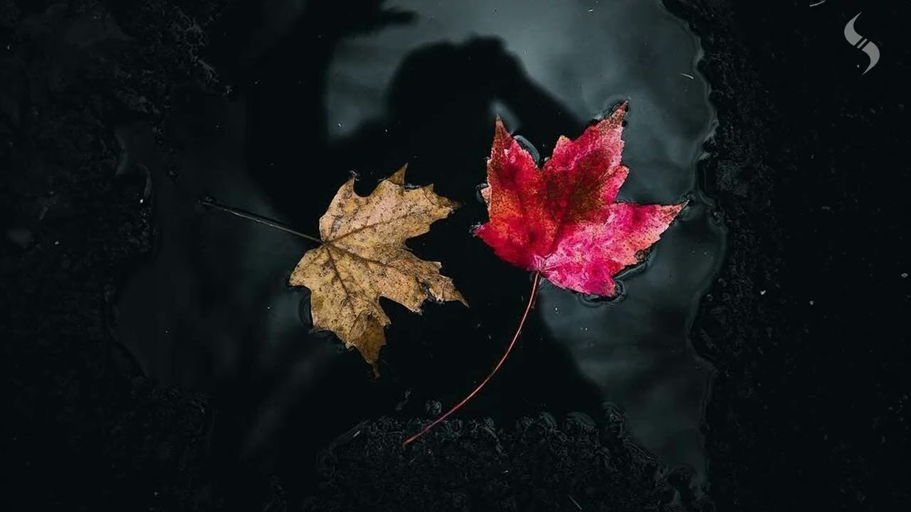 DarKYYComet - Serendipity