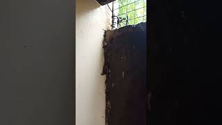 Frog going to uppters cos raining,,,,