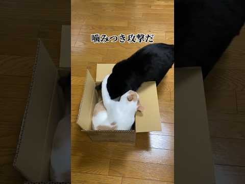 猫と段ボール箱:研究者が驚くべき現象を観察