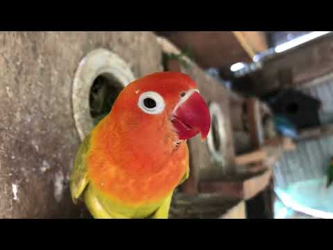 Lovebird Sounds | 3 Hour Lovebirds Sounds ❤️ 🦜#lovebirds #parrotlover #birdsounds