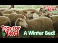 Let's Make The Sheep A Winter Bed 🐑 | Tractor Ted Clips | Tractor Ted Official Channel