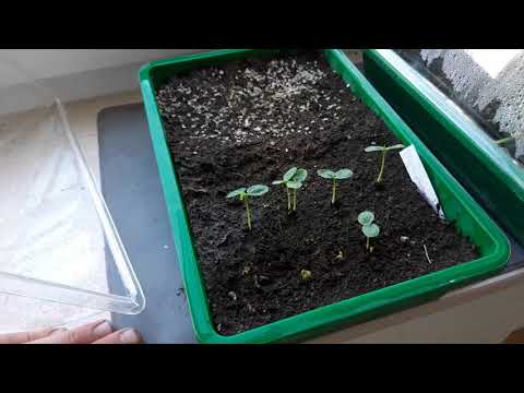 Maracuja aus Samen ziehen