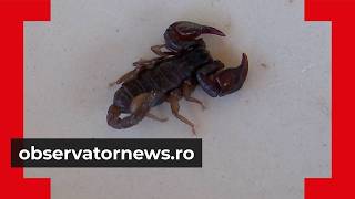 The place in Romania invaded by scorpions. People are finding them in the most unexpected places ...