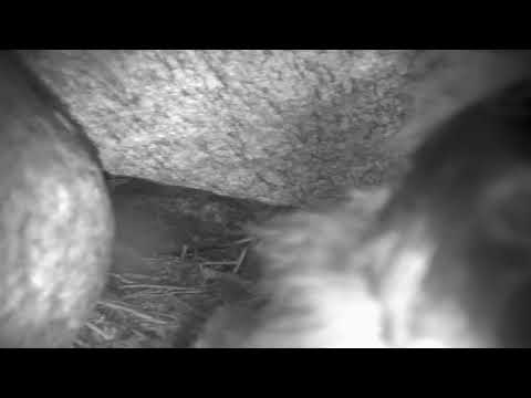 Puffin Burrow Cam 08-15-2018 20:37:39 - 21:37:39