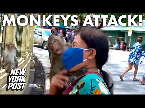 Monkey gangs are taking over Thailand amid coronavirus | New York Post