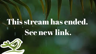Relaxing Piano Music & Rain Sounds 24/7