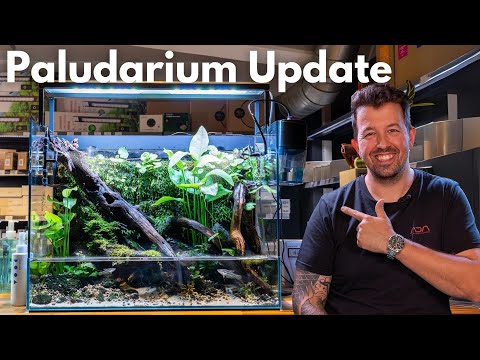 UNS Foresta 60E Paludarium after 8 months!