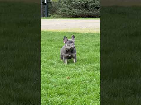 Video 1