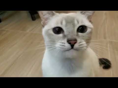 Adele So-CIAO 日本第一銷量貓小食 超級貓模短片大賽