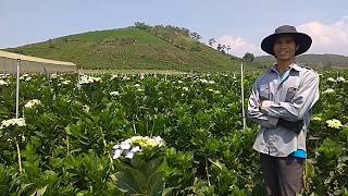 preview picture of video 'Thu nhập 300 triệu mỗi năm nhờ trồng hoa cẩm tú cầu.'