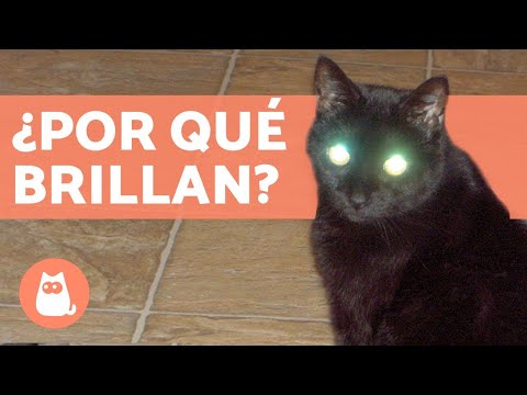 Why do cats' eyes shine?