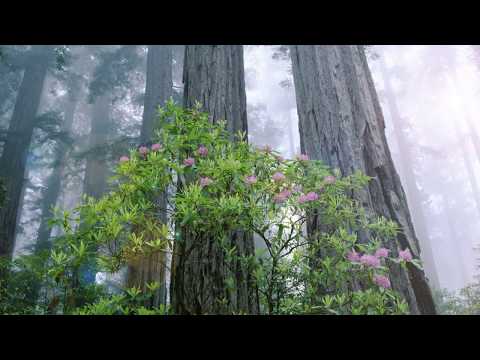 1 Hour Of Relaxing Celtic Harp - Mysterious Music - Forest Meditation