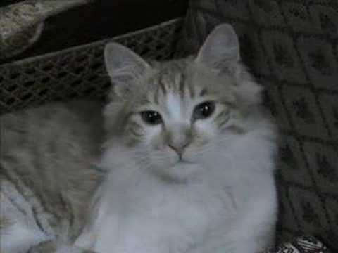 Mohammed Abu Bakr's Sona Billa II