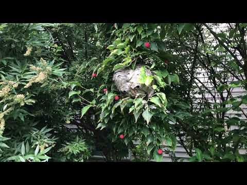 Bald-Faced Hornets Hanging in the Tree in Tinton Falls, NJ