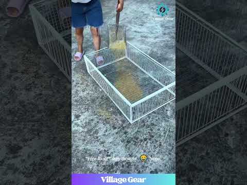 This Bird Cage is a CHEAT CODE! 😂 Chickens & Pigeons Don't Stand a Chance! #birdcatching #trap