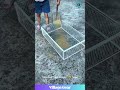 This Bird Cage is a CHEAT CODE! 😂 Chickens & Pigeons Don't Stand a Chance! #birdcatching #trap