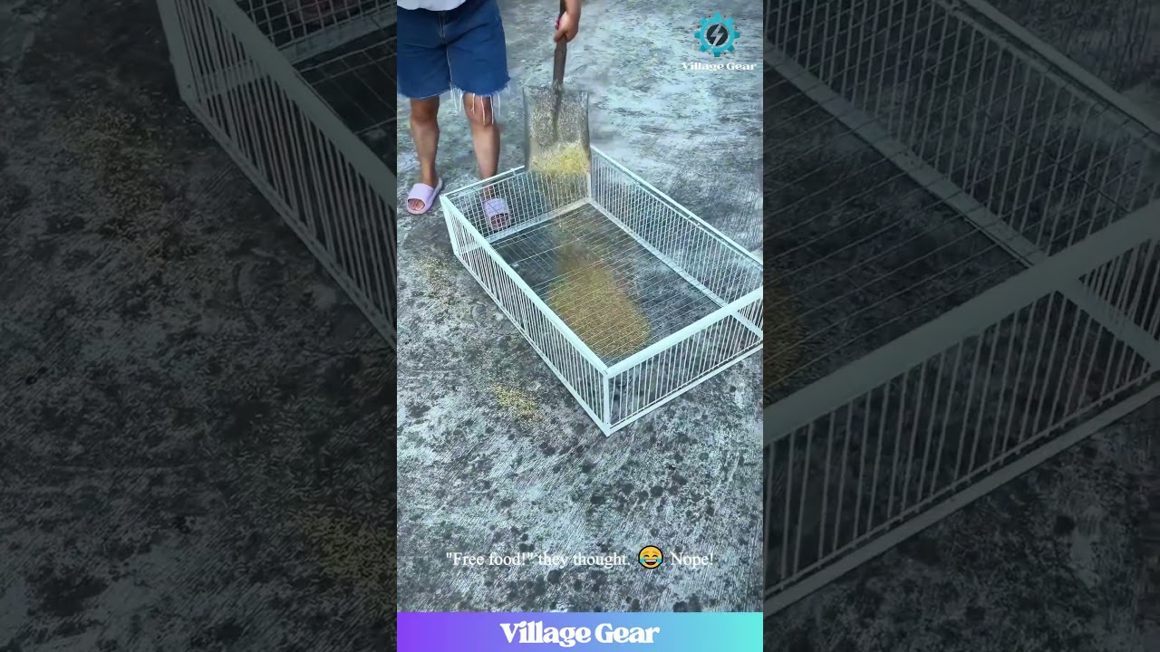 This Bird Cage is a CHEAT CODE! 😂 Chickens & Pigeons Don't Stand a Chance! #birdcatching #trap