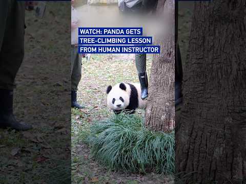 Watch: Panda gets tree-climbing lesson from human instructor
