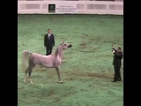 2004 US Arabian National Championships Junior Mares Horse 4