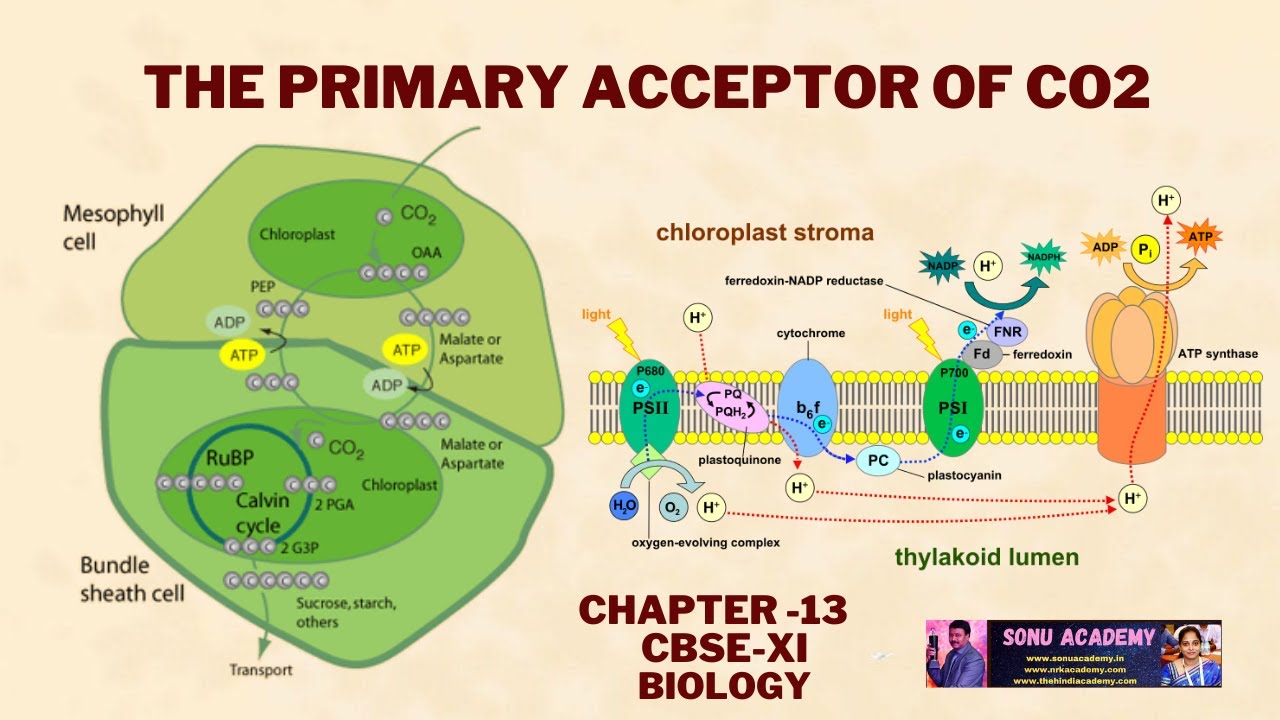 The Primary Acceptor of CO2 | Photosynthesis In Higher | Plants | Chapter 13 | CBSE-XI