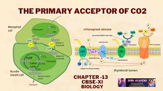 The Primary Acceptor of CO2 | Photosynthesis In Higher | Plants | Chapter 13 | CBSE-XI