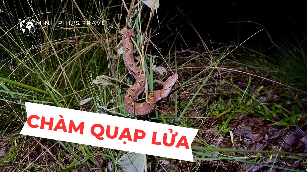 Thumbnail for Video 1