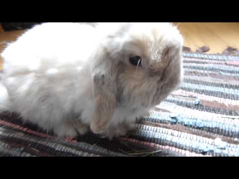 Kaninchen (22.07.15)  03 Douglas  5. Geburtstag