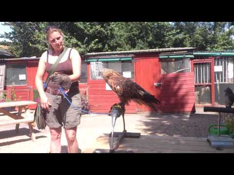 Red Kite Training