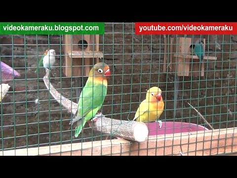 Lovebird Sounds 1 Hour High Quality Audio Live Recording V9